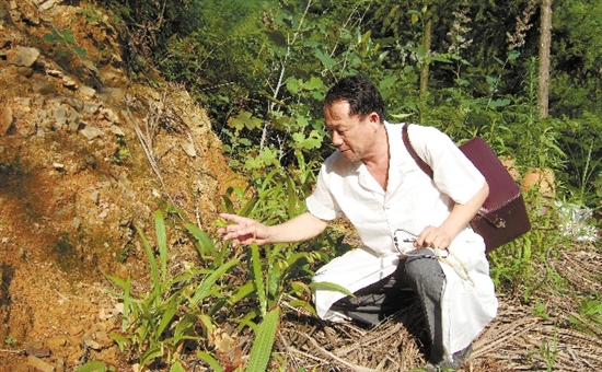 江山市大陈乡民间郎中廖其贵在青龙山查看中草药种植情况.